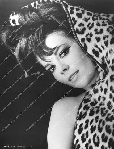 gorgeous Natalie Wood portrait in leopard fur - 0445-030