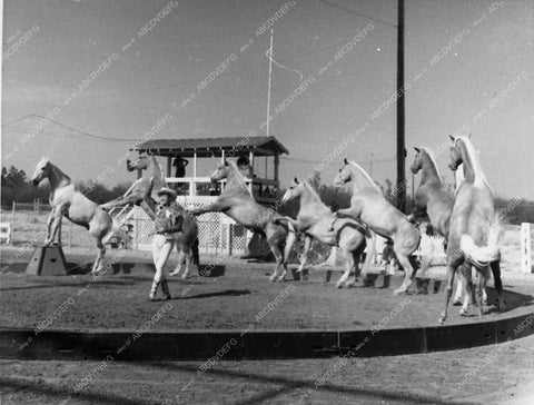 rare Roy Rogers at rodeo with The 7 Horses of Liberty 12146-14