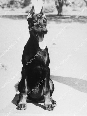 doberman pincer dog portrait 10400-31