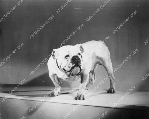 funny bulldog portrait 10400-36