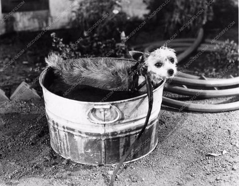 cute little pup in a bucket Pete Smith Short Subject Dogs 1100-16