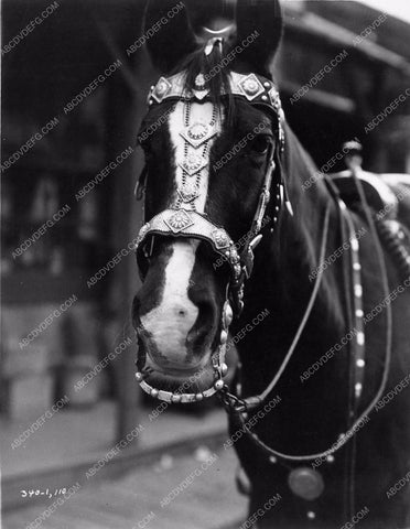 portrait of Tony Tom Mix's horse Destry Rides Again 1294-09
