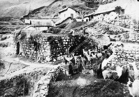 news photo Llama farmers in the Andies in Chili 1827-31