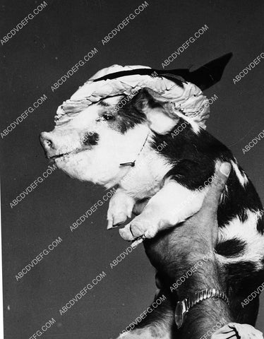 news photo animals pig in a funny hat 1913-36