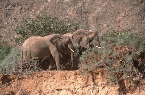 elephants doing some grazing documentary film Wild Things 35m-13476