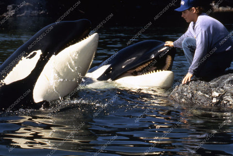Jason James Richter w the killer whales film Free Willy 35m-6566