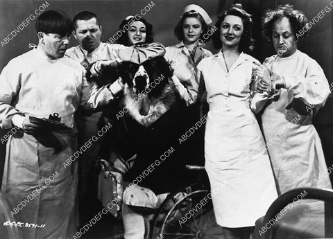3 Stooges Moe Larry Curly w the dogs and nurses short film Calling All Curs 3644-16