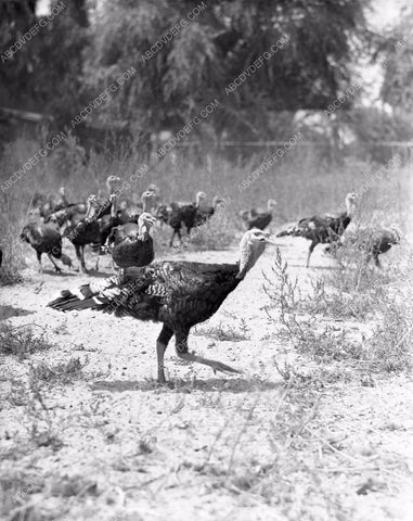 historic Los Angeles turkeys at the Ostrich Farm in exposition park 45bx03-34