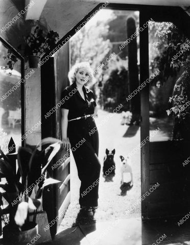 Ann Sothern w her scotty terrier and jack russell dogs 4930-19