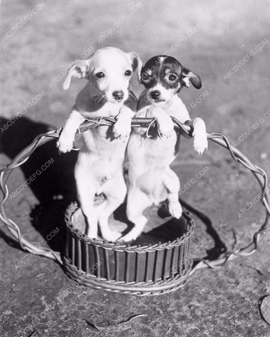 cute puppies in a basket 4b09-354