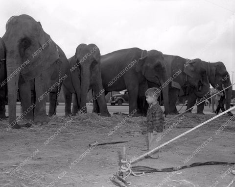 elephants of The Clyde Beatty Circus come to town 4b09-503
