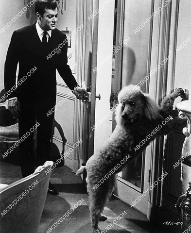 Tony Curtis and the dog film Wild and Wonderful 7022-015