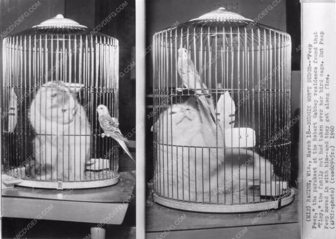 comedy caption cat Budgie & Peep Peep parakeet get along fine 81bx01-277