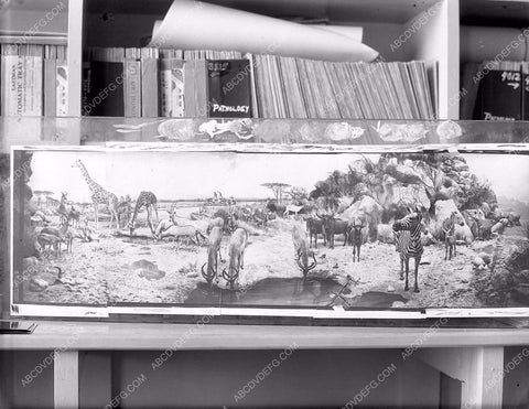 Museum painting rendering and actual taxidermy diorama 8b4-069