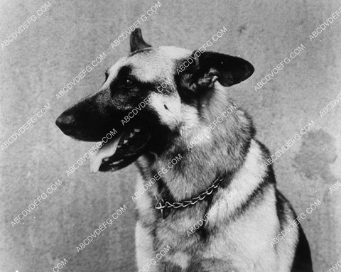 German Shepherd dog 9482-01