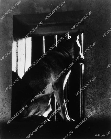 German Shepherd dog unknown film 9482-26