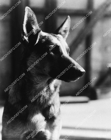 German Shepherd dog unknown film 9482-34