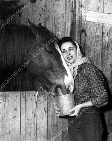 animal lover Elizabeth Taylor feeds the horse 8b20-0990