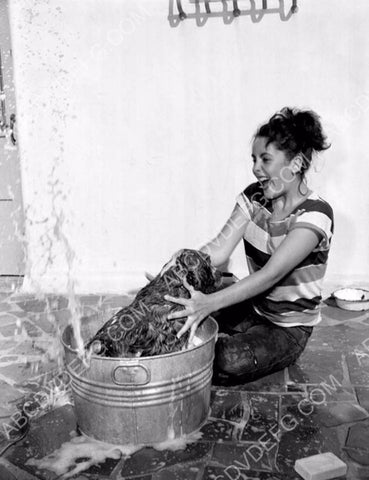 Elizabeth Taylor washes her two dogs 8b20-1016