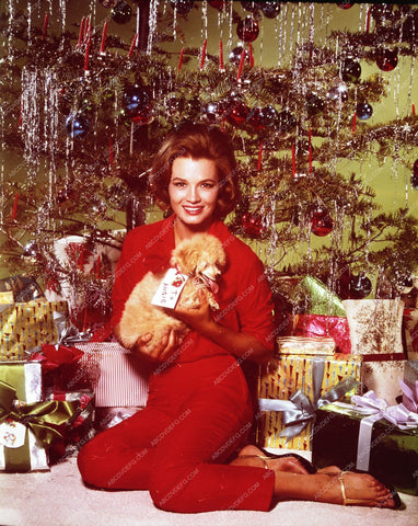Angie Dickinson her cute dog by Christmas Tree wishing all merry 8b20-2134