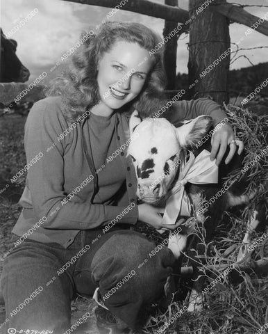crp-093 Barbara Britton w a little calf on location in Sedona Az film Gunfighters crp-093