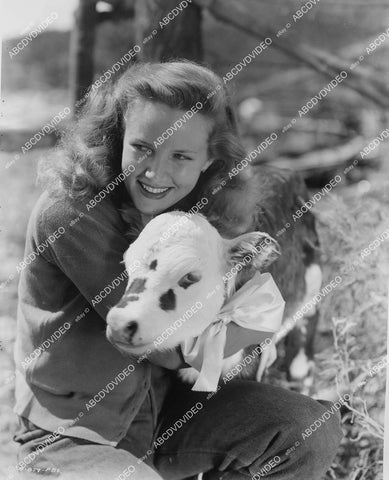 crp-094 Barbara Britton w a little calf on location in Sedona Az film Gunfighters crp-094