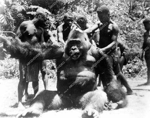 crp-10200 1955 genuine gorilla wildlife film African Manhunt crp-10200