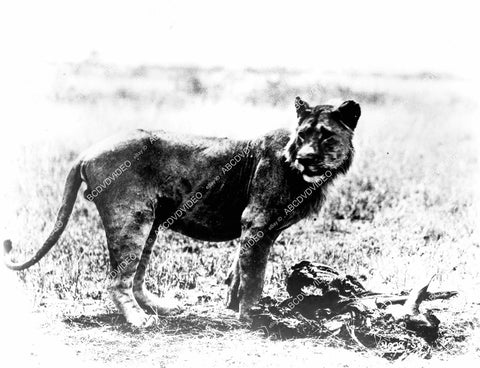 crp-10207 1955 genuine lions wildlife film African Manhunt crp-10207