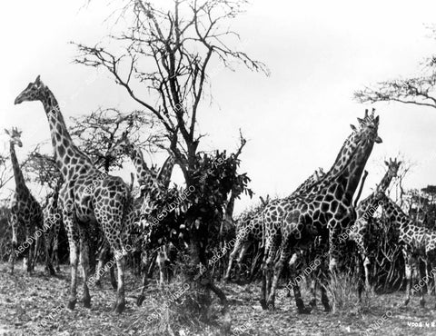 crp-10208 1955 genuine giraffes wildlife film African Manhunt crp-10208