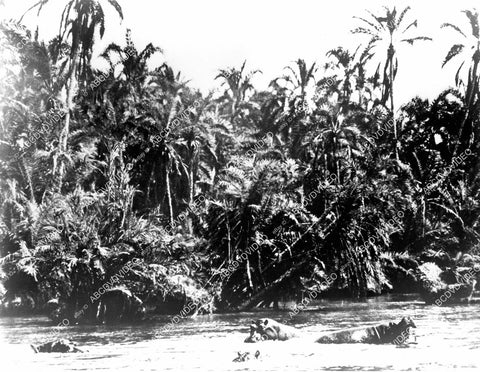 crp-10209 1955 genuine hippos wildlife film African Manhunt crp-10209
