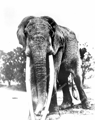 crp-10212 1955 genuine elephants wildlife film African Manhunt crp-10212