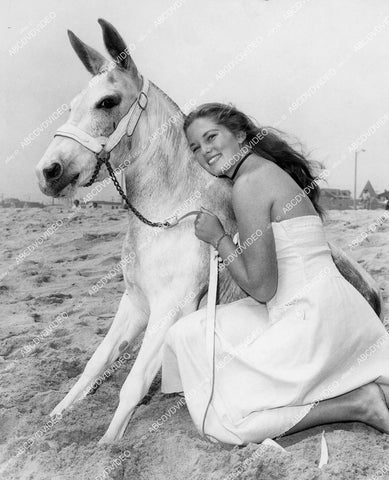 crp-01040 1940's pretty Vicci Larrain w Sioux City Sue diving mule of Pacific Ocean Park's Super Sea Circus crp-01040