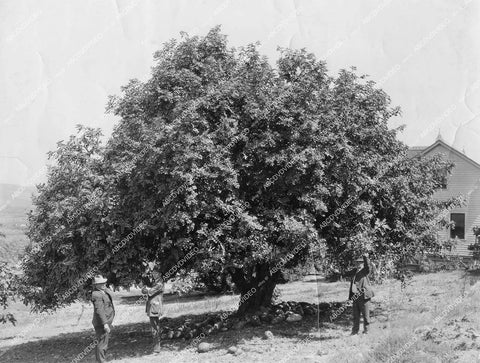 crp-11821 1920's some giant tree in San Diego crp-11821