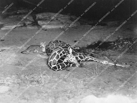 crp-12287 1930's photo wildlife in action a cheetah takes down a giraffe crp-12287
