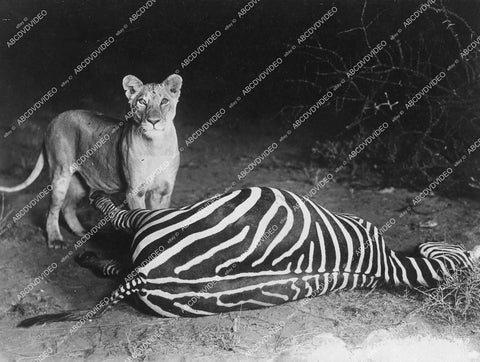 crp-12334 1920's Osa Johnson pics of African Safari wildlife in action tiger downs a zebra crp-12334