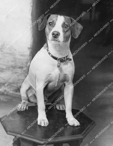 crp-12369 1930 news photo cute Buster the dog causes ruckus in NYC no license gets him in trouble crp-12369