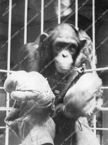 crp-12373 1936 news photo Hollywood film animals Jocko the chimp for boxing chimp championship at Paramount Studios crp-12373
