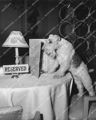 crp-12378 1957 Hollywood film animals Asta the dog at reserved table Club Floriano TV The Thin Man crp-12378