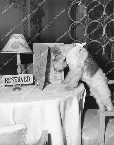 crp-12379 1957 Hollywood film animals Asta the dog at reserved table Club Floriano TV The Thin Man crp-12379