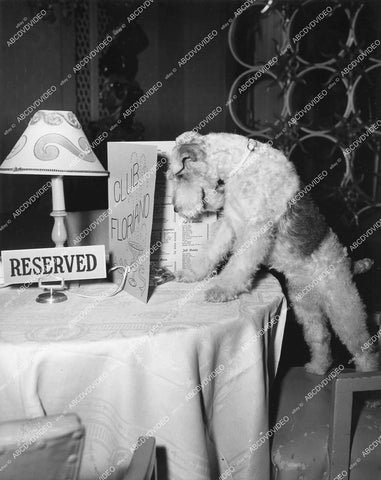 crp-12380 1957 Hollywood film animals Asta the dog at reserved table Club Floriano TV The Thin Man crp-12380