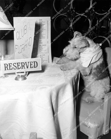 crp-12381 1957 Hollywood film animals Asta the dog at reserved table Club Floriano TV The Thin Man crp-12381