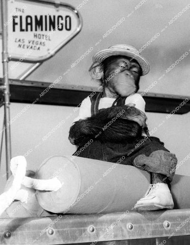crp-12407 1950's chimp in straw hat sitting on large dynamite sticks outside Las Vegas Flamingo Hotel crp-12407