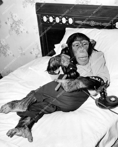 crp-12449 1951 news photo Hollywood film animals Bonzo the chimp w cigar on telephone Hotel Belmondo suite NYC crp-12449