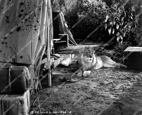 crp-13933 1938 3 Stooges Moe Larry Curly's feet and the lion short subject film Three Missing Links crp-13933
