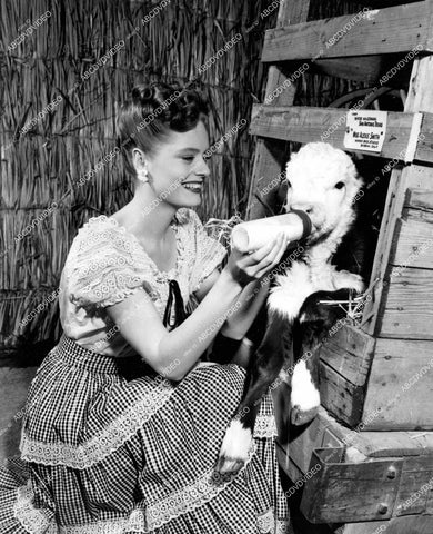 crp-15267 1945 Alexis Smith voted girl w loveliest calves feeds cow w milk bottle film San Antonio crp-15267