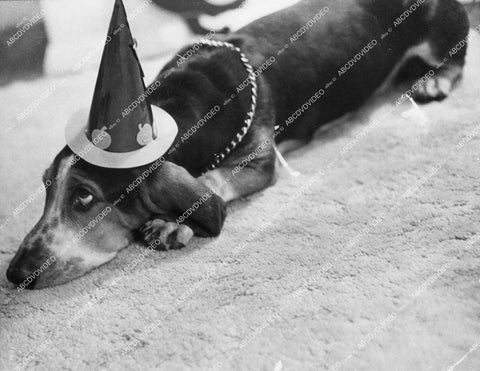 crp-15305 1940's cute dachshund dog in Halloween hat crp-15305
