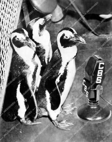 crp-15344 1937 penguins at CBS microphone escape from New York Aquarium crp-15344