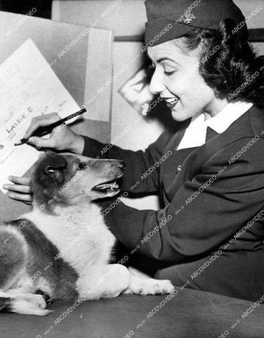crp-15352 1949 daughter of Lassie the dog w American Airlines stewardess Connie Helmar ok to fly crp-15352