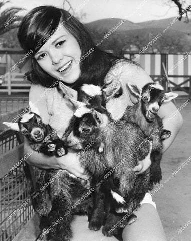 crp-04107 1950's pretty Jaimie Cole w baby pigmy goats at Baby Zoo Jungleland Thousand Oaks Calif crp-04107