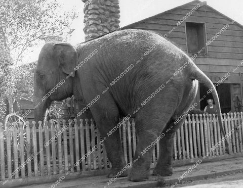 crp-05686 1920 an elephant stepping over picket fence silent film The Great Lover crp-05686